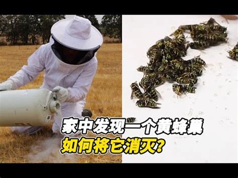 胡蜂築巢風水|2024蜂巢處理最新指南